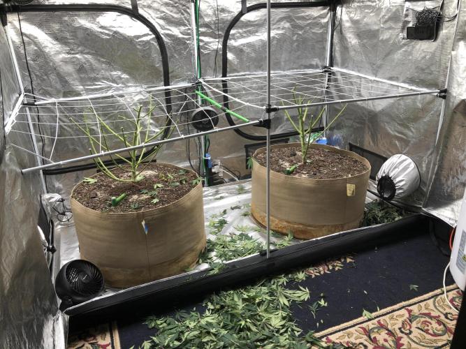 Witches Wedding Seedman Indoor Fall. Week 17