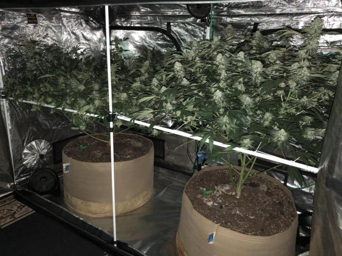 Purple Punch 00 Indoor Scrog Fall. Week 17