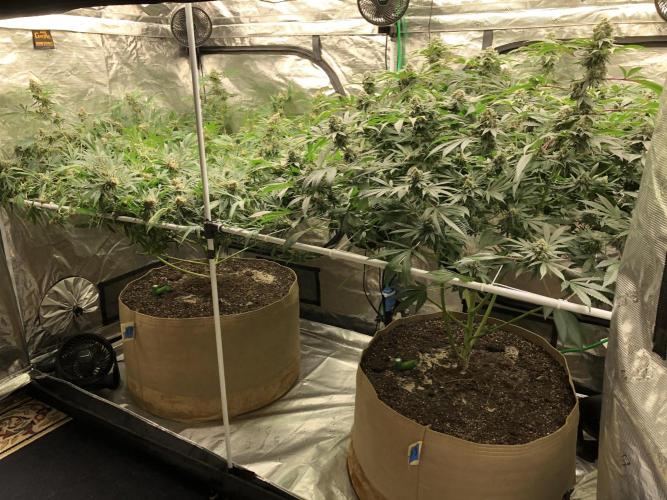 Purple Punch 00 Indoor Scrog Fall. Week 17