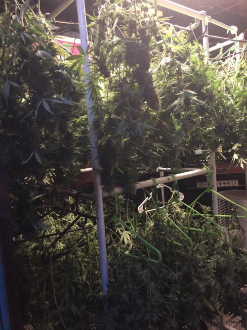 Purple Punch 00 Indoor Scrog Fall. Week 17