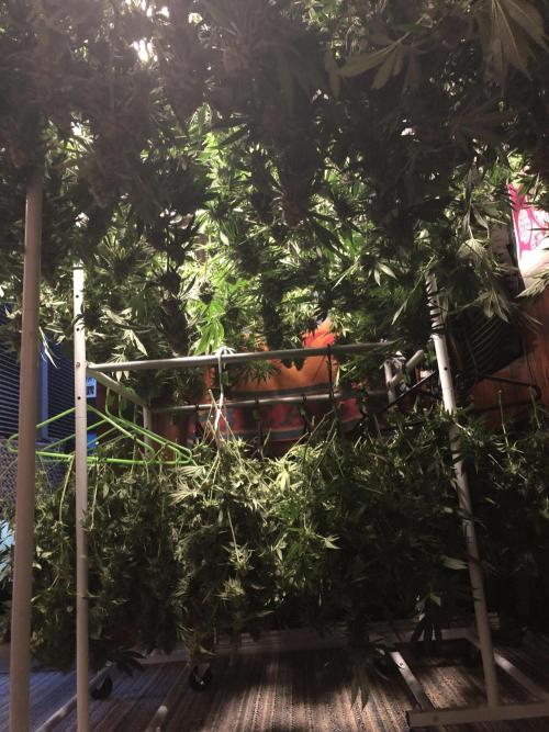 Purple Punch 00 Indoor Scrog Fall. Week 17