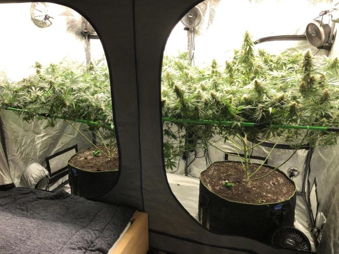 Gorilla Melon Fast Buds Indoor Fall. Week 17