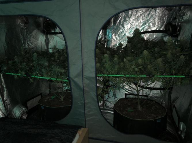 Euphoria Divine Seeds Indoor Fall. Week 17