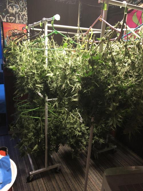 Euphoria Divine Seeds Indoor Fall. Week 17