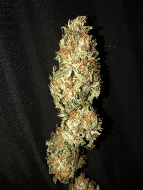 Gorilla Melon Fast Buds Indoor Fall. Week 18