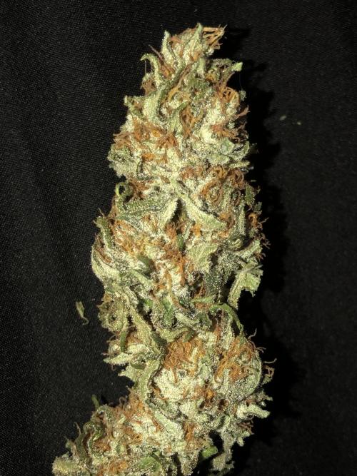 Gorilla Melon Fast Buds Indoor Fall. Week 18