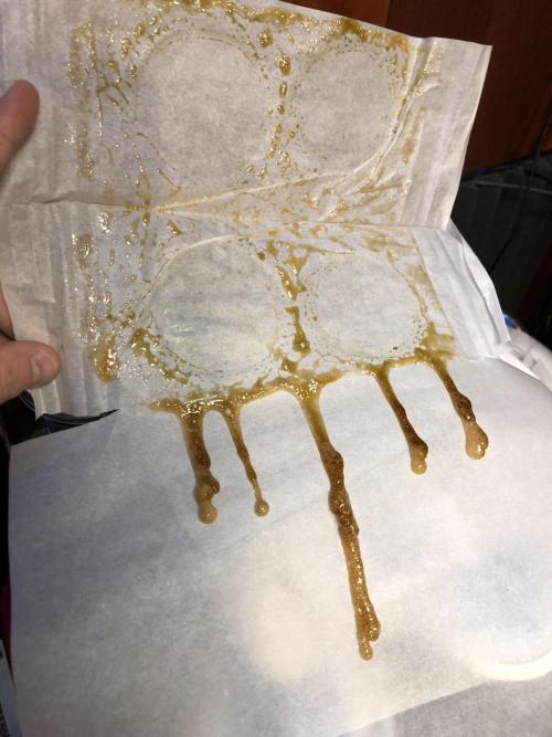 Gorilla Melon Fast Buds Indoor Fall. Week 18