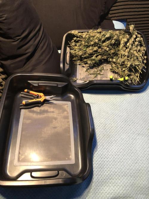 Gorilla Melon Fast Buds Indoor Fall. Week 18