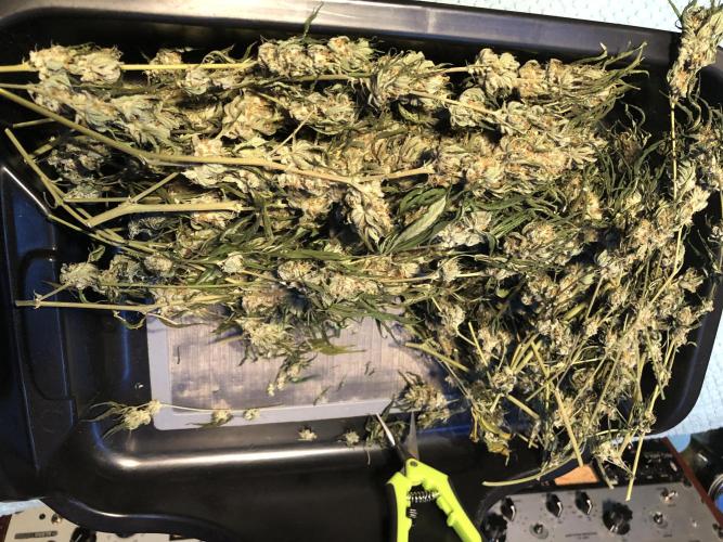 Gorilla Melon Fast Buds Indoor Fall. Week 18