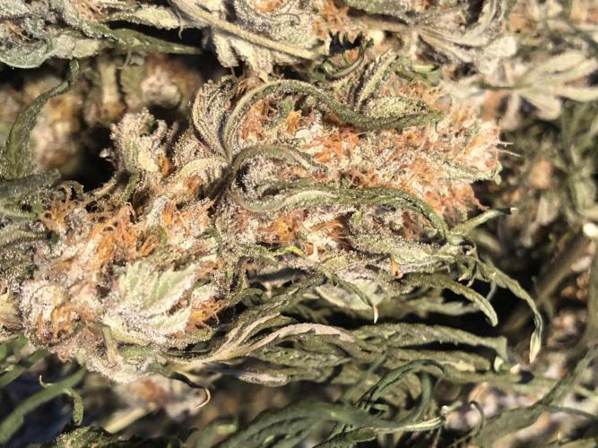 Gorilla Melon Fast Buds Indoor Fall. Week 18