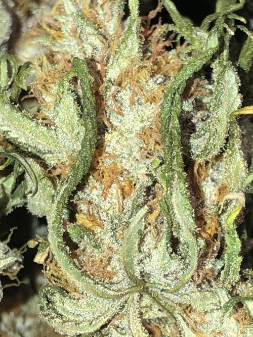 Gorilla Melon Fast Buds Indoor Fall. Week 18