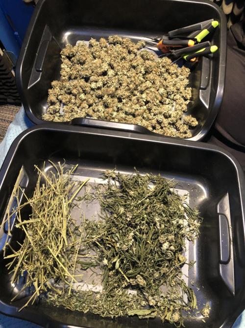 Gorilla Melon Fast Buds Indoor Fall. Week 18