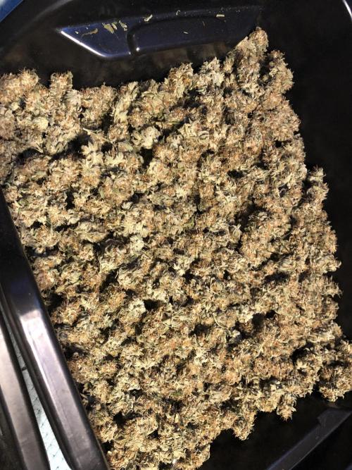 Gorilla Melon Fast Buds Indoor Fall. Week 18