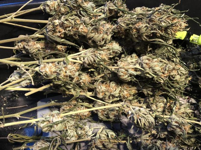 Gorilla Melon Fast Buds Indoor Fall. Week 18