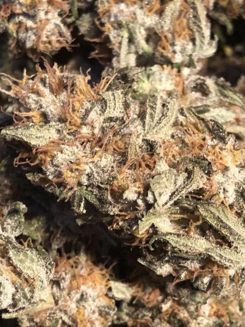 Gorilla Melon Fast Buds Indoor Fall. Week 18