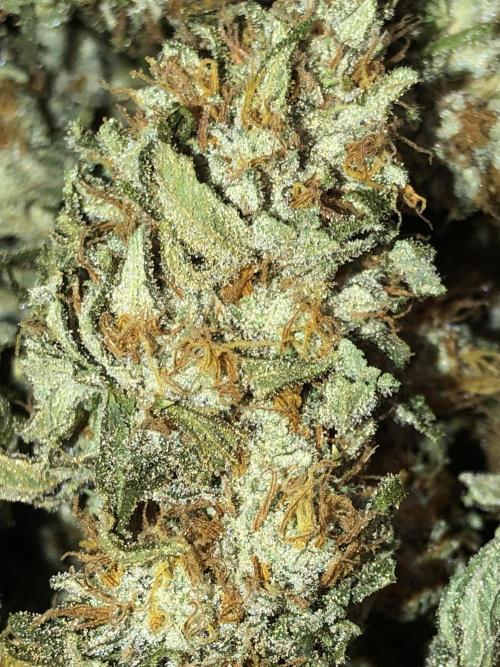 Gorilla Melon Fast Buds Indoor Fall. Week 18