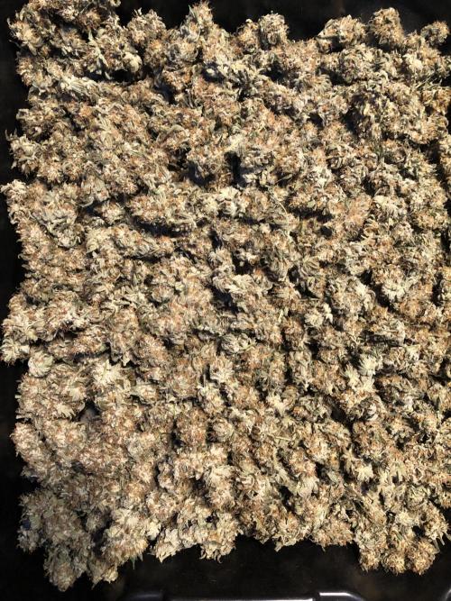 Gorilla Melon Fast Buds Indoor Fall. Week 18