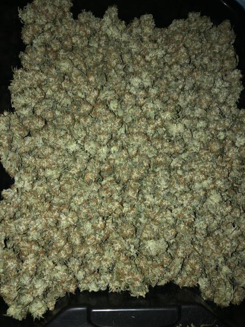 Gorilla Melon Fast Buds Indoor Fall. Week 18