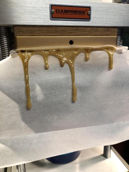 Gorilla Melon Fast Buds Indoor Fall. Week 18