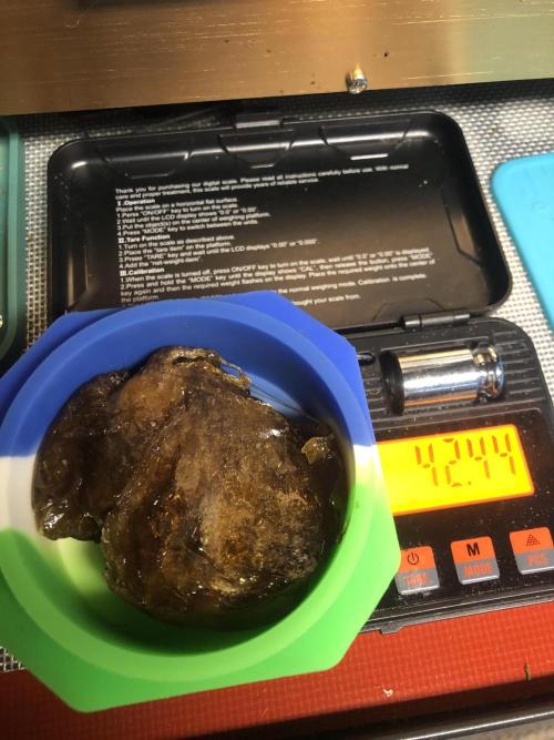 Gorilla Melon Fast Buds Indoor Fall. Week 18