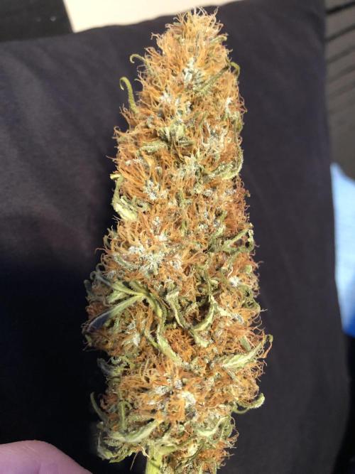 Euphoria Divine Seeds Indoor Fall. Week 18