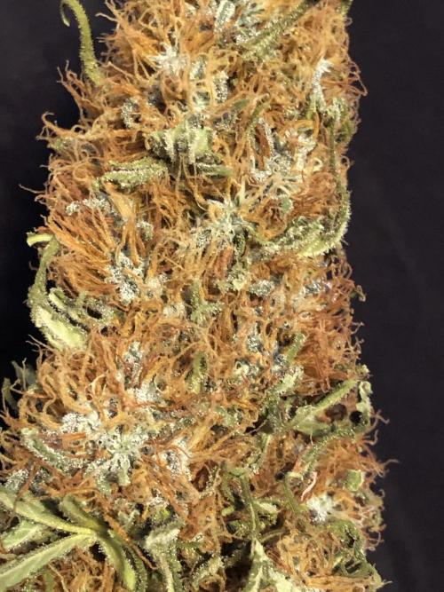 Euphoria Divine Seeds Indoor Fall. Week 18