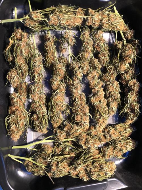 Euphoria Divine Seeds Indoor Fall. Week 18