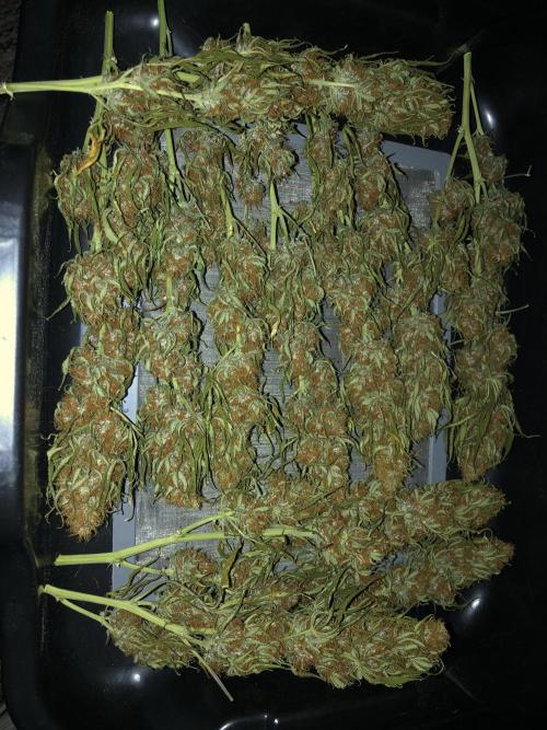 Euphoria Divine Seeds Indoor Fall. Week 18