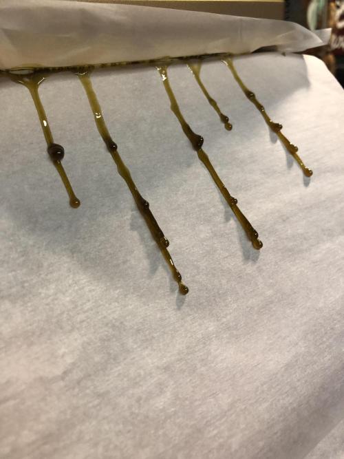 Euphoria Divine Seeds Indoor Fall. Week 18