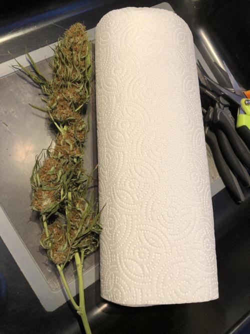 Euphoria Divine Seeds Indoor Fall. Week 18