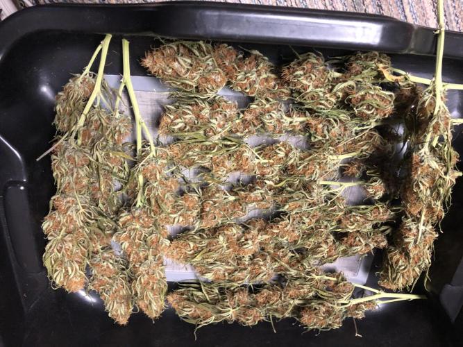 Euphoria Divine Seeds Indoor Fall. Week 18