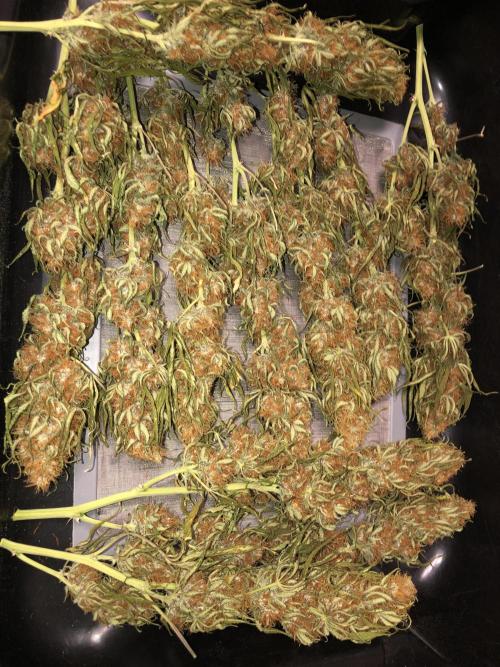 Euphoria Divine Seeds Indoor Fall. Week 18