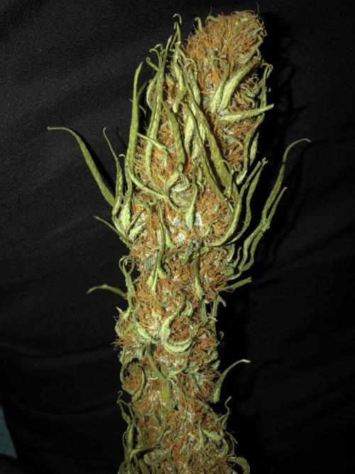 Euphoria Divine Seeds Indoor Fall. Week 18