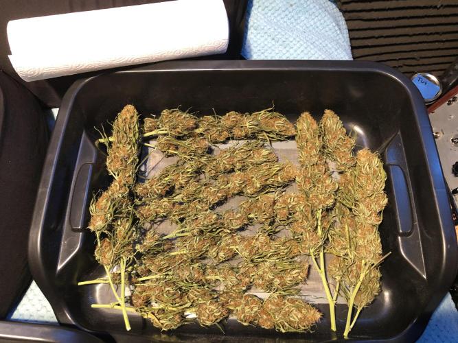 Euphoria Divine Seeds Indoor Fall. Week 18