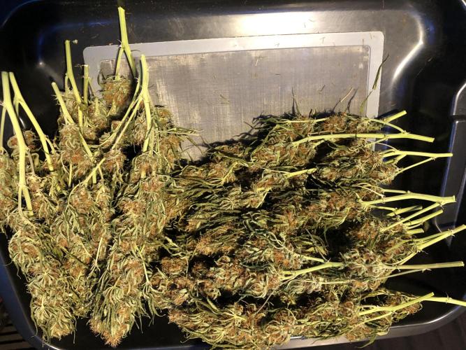 Euphoria Divine Seeds Indoor Fall. Week 18