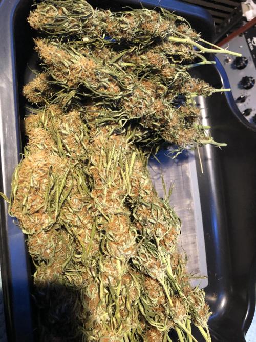 Euphoria Divine Seeds Indoor Fall. Week 18