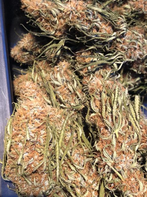 Euphoria Divine Seeds Indoor Fall. Week 18