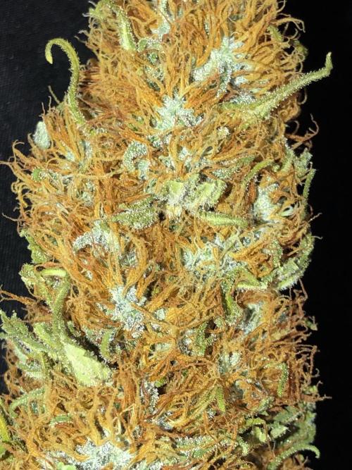 Euphoria Divine Seeds Indoor Fall. Week 18