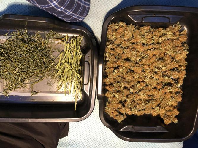 Euphoria Divine Seeds Indoor Fall. Week 18