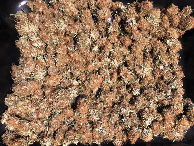 Euphoria Divine Seeds Indoor Fall. Week 18