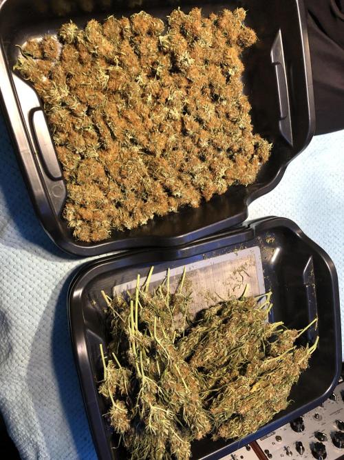 Euphoria Divine Seeds Indoor Fall. Week 18