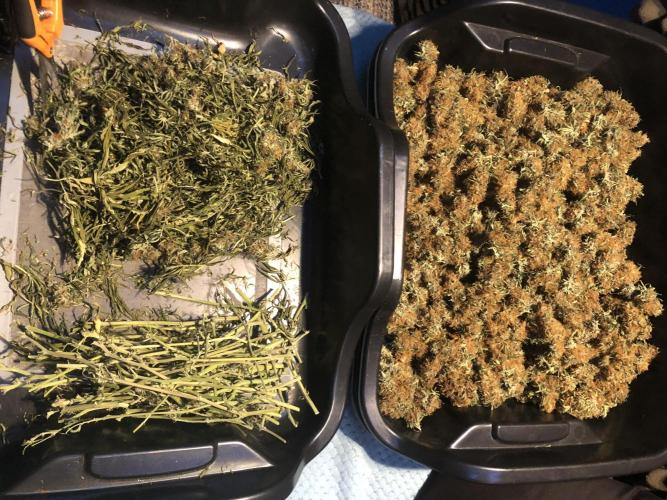 Euphoria Divine Seeds Indoor Fall. Week 18