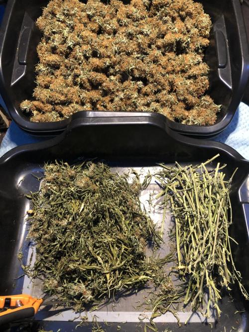 Euphoria Divine Seeds Indoor Fall. Week 18