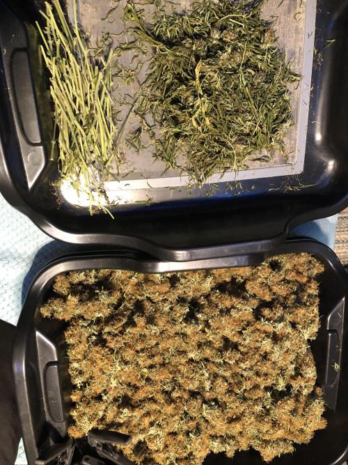 Euphoria Divine Seeds Indoor Fall. Week 18