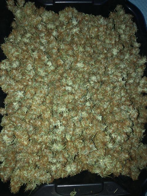 Euphoria Divine Seeds Indoor Fall. Week 18