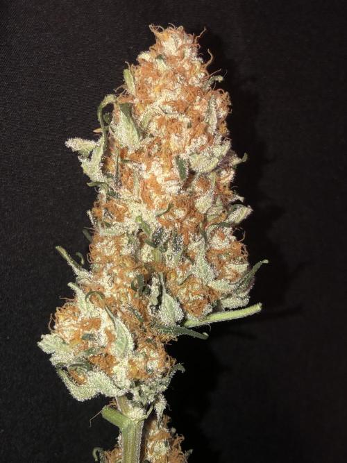 Purple Punch 00 Indoor Scrog Fall. Week 18