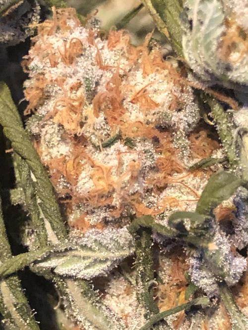 Purple Punch 00 Indoor Scrog Fall. Week 18