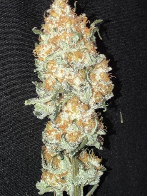 Purple Punch 00 Indoor Scrog Fall. Week 18