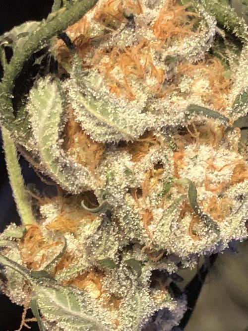 Purple Punch 00 Indoor Scrog Fall. Week 18