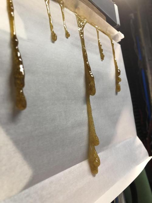 Purple Punch 00 Indoor Scrog Fall. Week 18